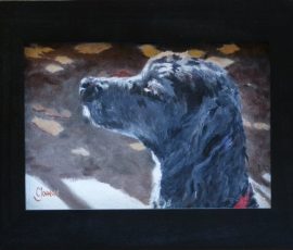 dog portraits Poodle
