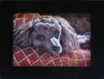 Poodle Dog portrait
