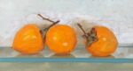 Caroline Johnson Adelaide Hills Artist 2020's Last Persimmons 3 Oil on Board 9 x 5 inches Three ripe persimmons on glass