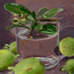 Caroline Johnson Artist Oil Painting, Feijoas, feijoa flowers and leaves in glass with sparkling water and shadows.