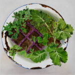 Caroline Johnson oil painting, vegetable seedlings in purple punnet in large rusty enamel bowl. Snow peas, coriander and kale seedlings