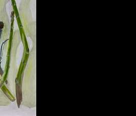 Green and purple oil painting of giant asparagus and purple sprouting brocolli and shadows