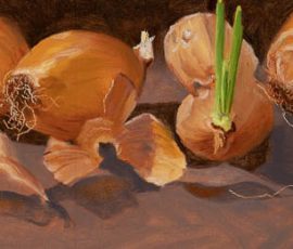 Oil painting of 5 home grown onions, loose skins, interestng shadows on purple grey background